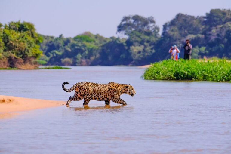 Top Jaguar Safari in the Brazilian Pantanal: Reviews & Experience