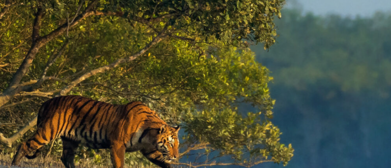 Sundarbans Tiger Safari 2025: Complete Travel & Safari Guide