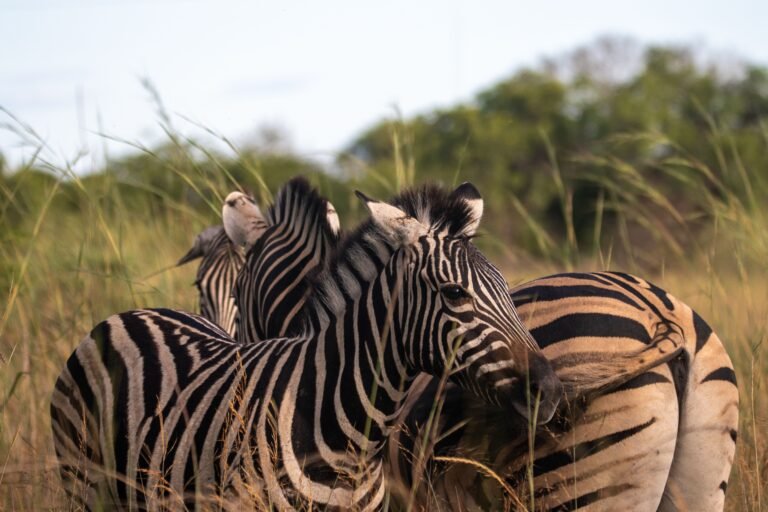 A Complete Guide to Safari in Botswana and Why You Should Go